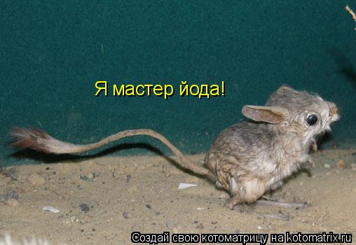 Я мастер йода!... Котоматрица: Я мастер йода!