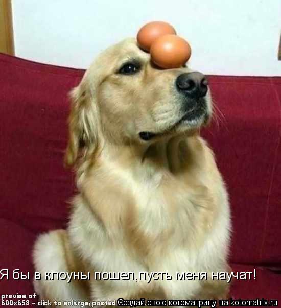 Я бы в клоуны пошел,пусть меня научат!... Котоматрица: Я бы в клоуны пошел,пусть меня научат!