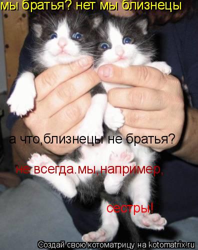сестры! мы братья? нет мы близнецы мы братья? нет мы близнецы а что,близнецы не братья? не всегда.мы,... Котоматрица: сестры! мы братья? нет мы близнецы мы братья? нет мы близнецы а что,близнецы не братья? не всегда.мы,например,