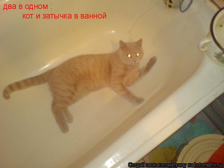 два в одном : кот и затычка в ванной... Котоматрица: два в одном : кот и затычка в ванной