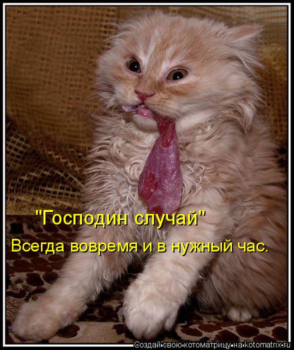 "Господин случай" Всегда вовремя и в нужный час.... Котоматрица: "Господин случай" Всегда вовремя и в нужный час.