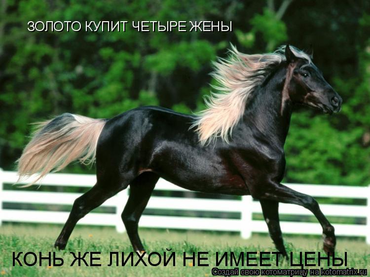 Котоматрица: ЗОЛОТО КУПИТ ЧЕТЫРЕ ЖЕНЫ КОНЬ ЖЕ ЛИХОЙ НЕ ИМЕЕТ ЦЕНЫ