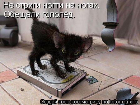 Котоматрица: Не стриги ногти на ногах. Обещали гололёд.