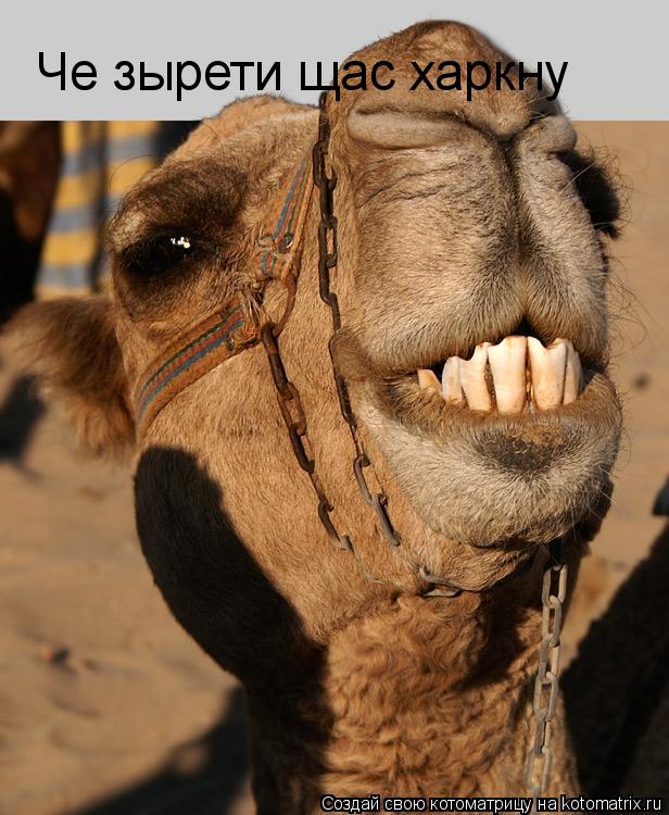 Че зырети щас харкну... Котоматрица: Че зырети щас харкну