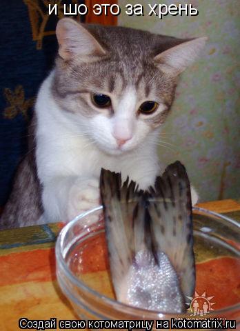 и шо это за хрень... Котоматрица: и шо это за хрень