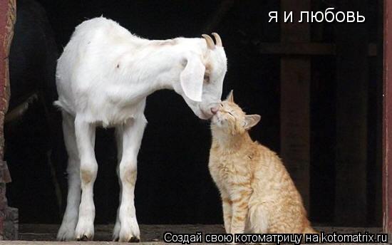 я и любовь... Котоматрица: я и любовь