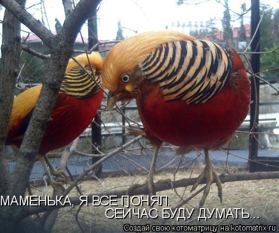 Котоматрица: МАМЕНЬКА, Я ВСЕ ПОНЯЛ. СЕЙЧАС БУДУ ДУМАТЬ...