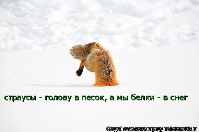 страусы - голову в песок, а мы белки - в снег... Котоматрица: страусы - голову в песок, а мы белки - в снег