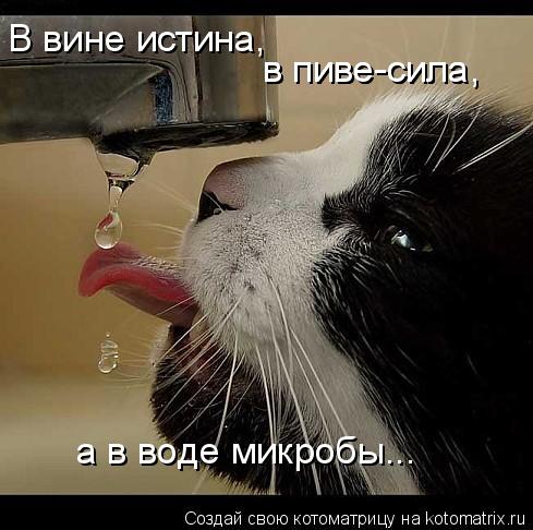 В вине истина, в пиве-сила, в пиве-сила, а в воде микробы...... Котоматрица: В вине истина, в пиве-сила, в пиве-сила, а в воде микробы...