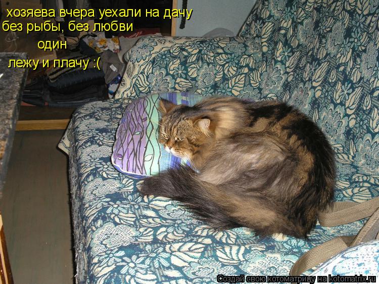 хозяева вчера уехали на дачу без рыбы, без любви один лежу и плачу :(... Котоматрица: хозяева вчера уехали на дачу без рыбы, без любви один лежу и плачу :(
