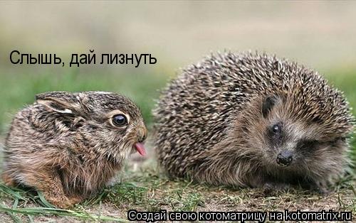 Слышь, дай лизнуть... Котоматрица: Слышь, дай лизнуть