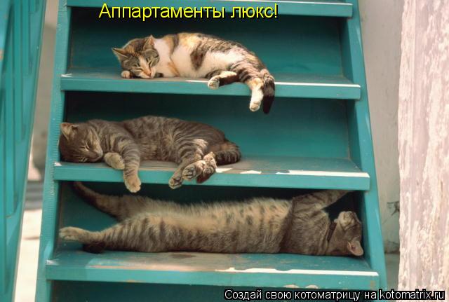 Аппартаменты люкс!... Котоматрица: Аппартаменты люкс!