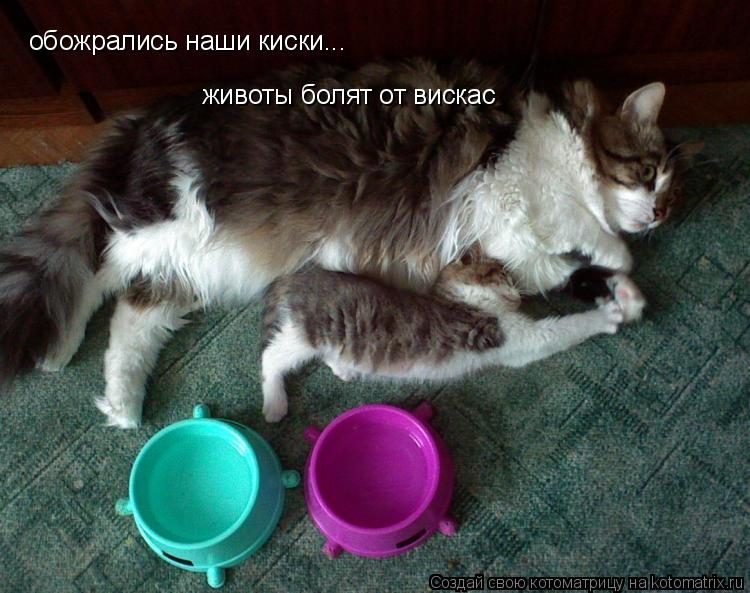 Котоматрица: обожрались наши киски... животы болят от вискас
