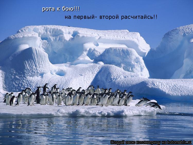 Котоматрица: рота к бою!!! на первый- второй расчитайсь!!