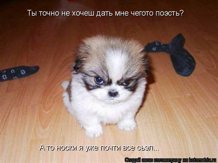 Котоматрица: Ты точно не хочеш дать мне чегото поэсть? А то носки я уже почти все сьэл...