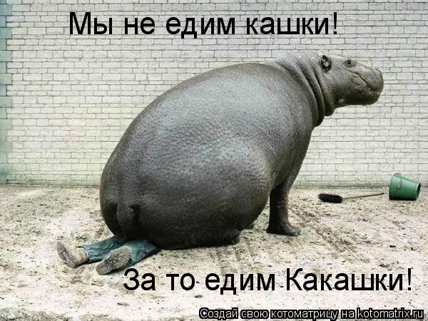Котоматрица: Мы не едим кашки! За то едим Какашки!