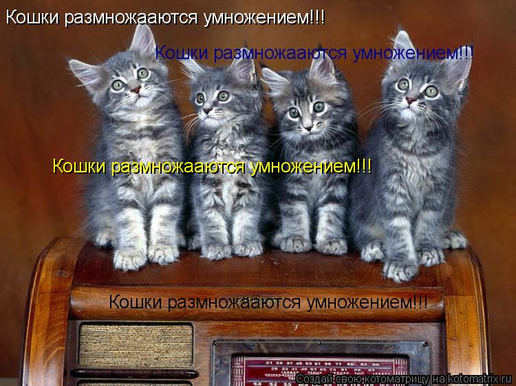 Кошки размножааются умножением!!! Кошки размножааются умножением!!! Кошки размножааются умножением!!!... Котоматрица: Кошки размножааются умножением!!! Кошки размножааются умножением!!! Кошки размножааются умножением!!! Кошки размножааются умножением!!!