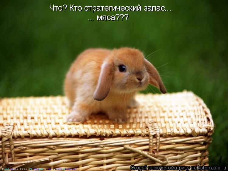 Что? Кто стратегический запас... ... мяса???... Котоматрица: Что? Кто стратегический запас... ... мяса???