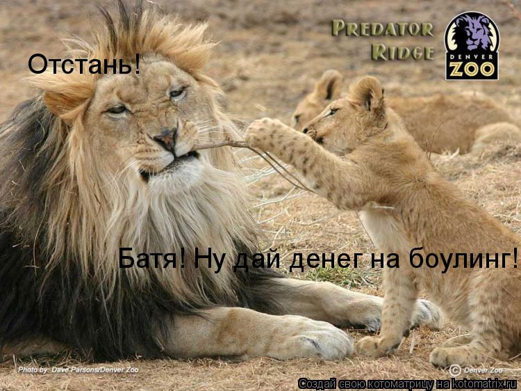 Котоматрица: Батя! Ну дай денег на боулинг! Отстань!