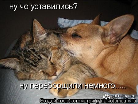 ну чо уставились? ну переборщили немного........ Котоматрица: ну чо уставились? ну переборщили немного.....