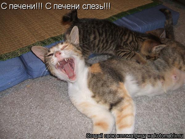 Котоматрица: С печени!!! С печени слезь!!!