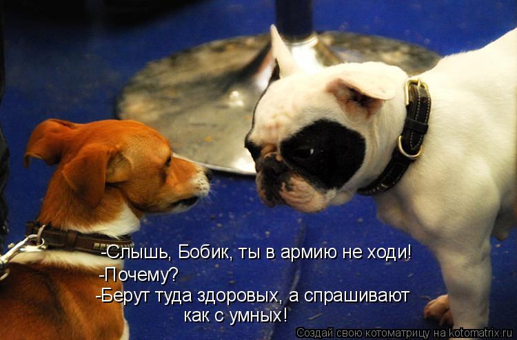 Котоматрица: -Слышь, Бобик, ты в армию не ходи! -Почему? -Берут туда здоровых, а спрашивают как с умных!