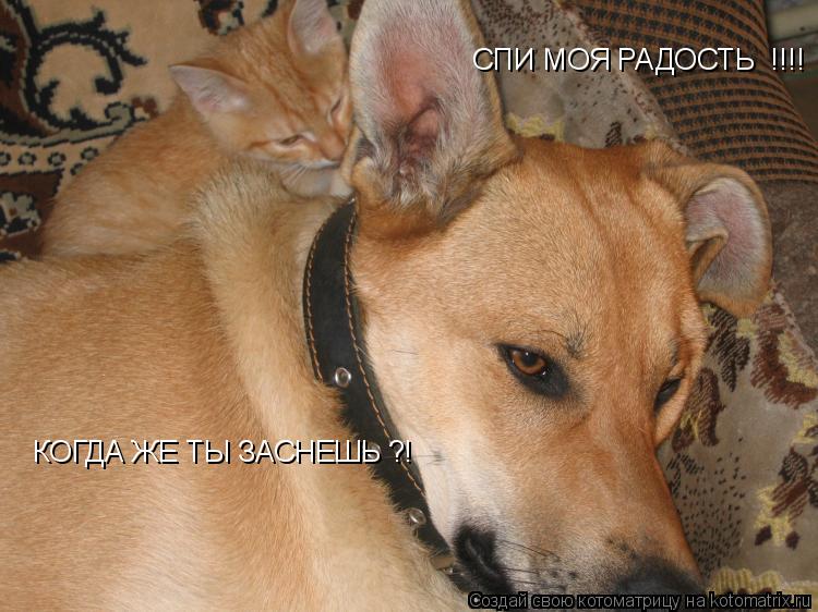 СПИ МОЯ РАДОСТЬ !!!! КОГДА ЖЕ ТЫ ЗАСНЕШЬ ?! КОГДА ЖЕ ТЫ ЗАСНЕШЬ ?!... Котоматрица: СПИ МОЯ РАДОСТЬ !!!! КОГДА ЖЕ ТЫ ЗАСНЕШЬ ?! КОГДА ЖЕ ТЫ ЗАСНЕШЬ ?!