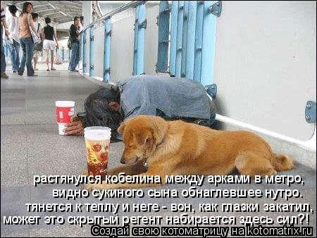 Котоматрица: растянулся кобелина между арками в метро, видно сукиного сына обнаглевшее нутро. тянется к теплу и неге - вон, как глазки закатил, может это 