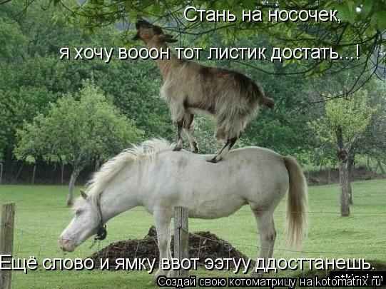 Котоматрица: Стань на носочек, я хочу вооон тот листик достать...! Ещё слово и ямку ввот ээтуу ддосттанешь.