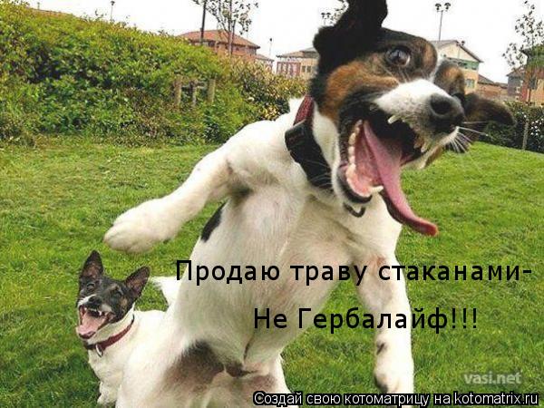 Котоматрица: Продаю траву стаканами- Не Гербалайф!!!