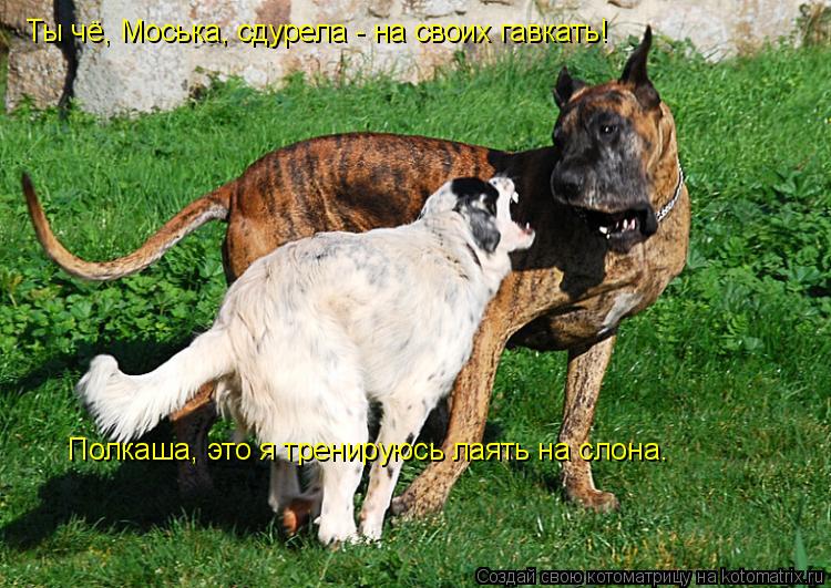 Котоматрица: Ты чё, Моська, сдурела - на своих гавкать! Полкаша, это я тренируюсь лаять на слона.