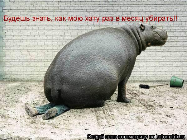 Будешь знать, как мою хату раз в месяц убирать!!... Котоматрица: Будешь знать, как мою хату раз в месяц убирать!!
