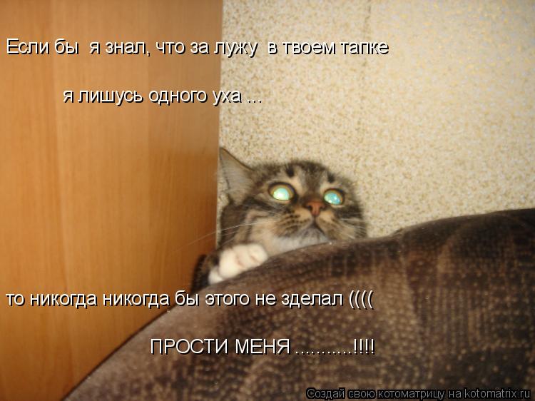 Котоматрица: Если бы  я знал, что за лужу  в твоем тапке я лишусь одного уха ... то никогда никогда бы этого не зделал (((( ПРОСТИ МЕНЯ ...........!!!!