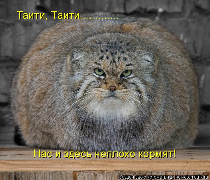 Котоматрица: Таити, Таити............. Нас и здесь неплохо кормят!
