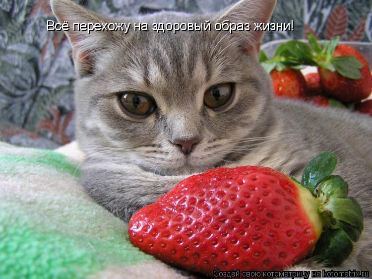 Всё перехожу на здоровый образ жизни!... Котоматрица: Всё перехожу на здоровый образ жизни!
