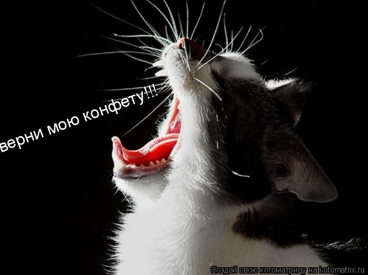 Котоматрица: верни мою конфету!!!