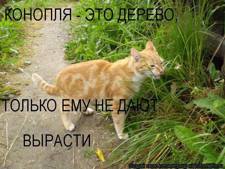 Котоматрица: КОНОПЛЯ - ЭТО ДЕРЕВО, ТОЛЬКО ЕМУ НЕ ДАЮТ  ВЫРАСТИ