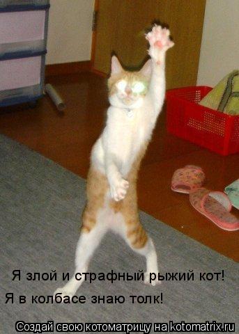 Котоматрица: Я злой и страфный рыжий кот! Я в колбасе знаю толк!