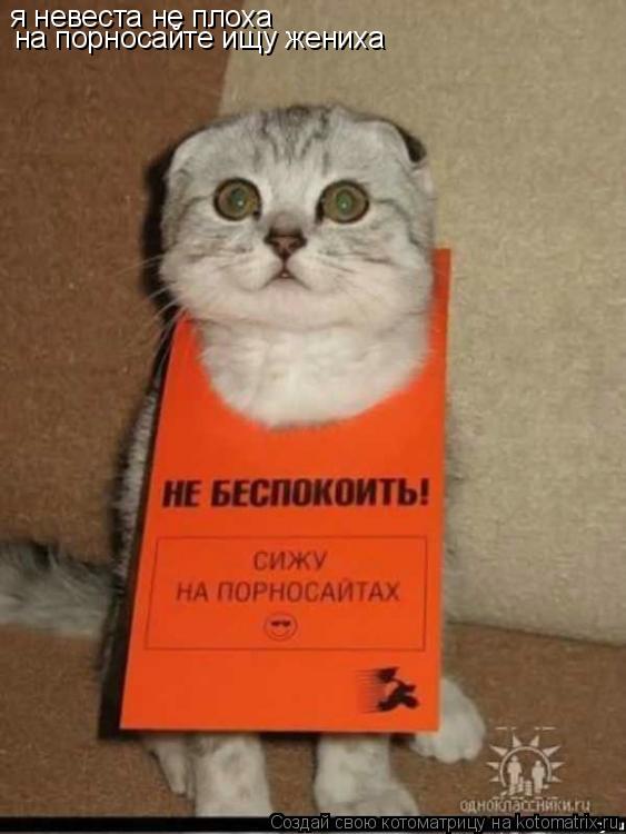 я невеста не плоха на порносайте ищу жениха... Котоматрица: я невеста не плоха на порносайте ищу жениха