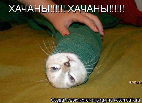 Котоматрица: ХАЧАНЫ!!!!!! ХАЧАНЫ!!!!!!
