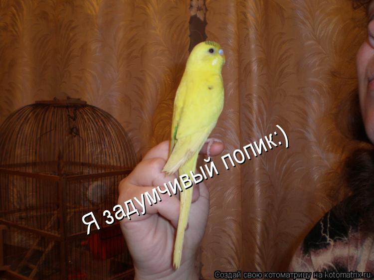 Котоматрица: Я задумчивый попик:)