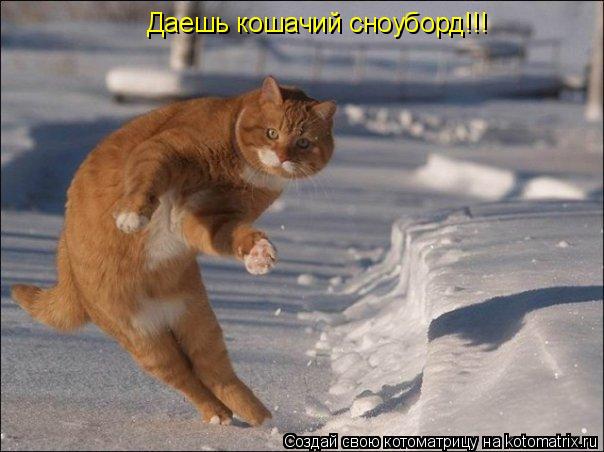 Даешь кошачий сноуборд!!!... Котоматрица: Даешь кошачий сноуборд!!!