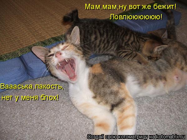 Котоматрица: Ваааська,пакость, нет у меня блох! Мам,мам,ну вот же бежит! Ловлюююююю!