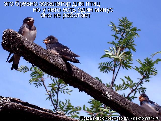 это бревно эскалатор для птиц но у него есть один минус оно не работает... Котоматрица: это бревно эскалатор для птиц но у него есть один минус оно не работает