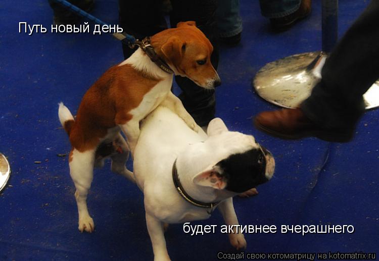 Путь новый день будет активнее вчерашнего... Котоматрица: Путь новый день будет активнее вчерашнего