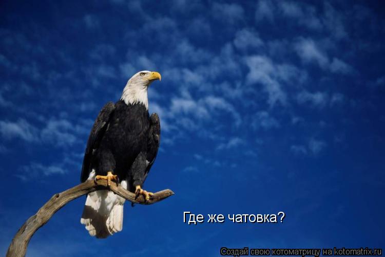 Котоматрица: Где же чатовка?