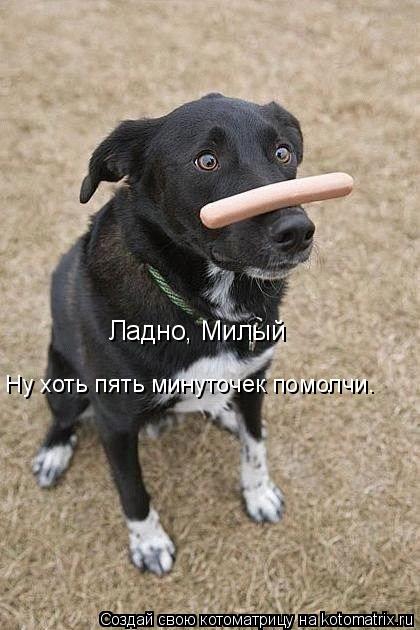 Котоматрица: Ладно, Милый Ну хоть пять минуточек помолчи.
