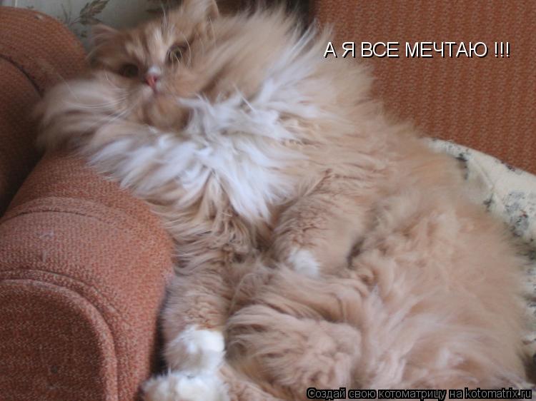 Котоматрица: А Я ВСЕ МЕЧТАЮ !!!