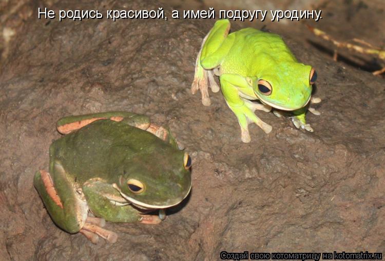 Не родись красивой, а имей подругу уродину.... Котоматрица: Не родись красивой, а имей подругу уродину.