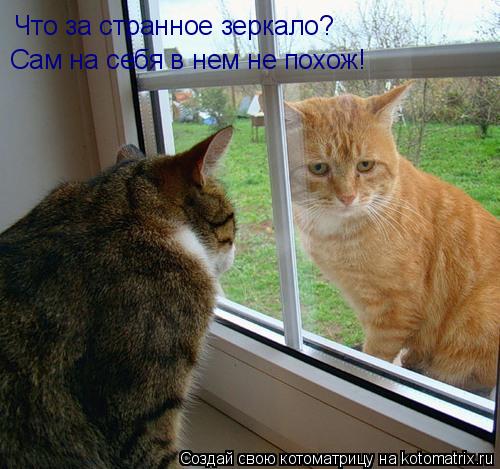 Котоматрица: Что за странное зеркало? Сам на себя в нем не похож!